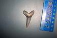 Aurora Isurus desori Shark Tooth