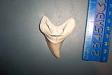 Aurora Parotodus Benedini Shark Tooth