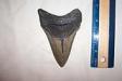 Summerville Megalodon Shark Tooth