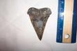 Large Summerville Mako Shark Tooth