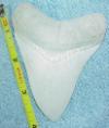 3 11/16" Megalodon Shark Tooth