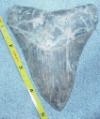 4 13/16" Megalodon Shark Tooth