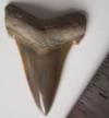 2 3/16" Angustidens Shark Tooth