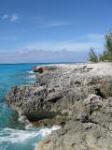 Fossils are everywhere! Even in the Bahamas!