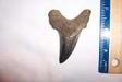 Shiny Black Auriculatus Shark Tooth