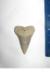 2 1/4" Yorktown Mako Shark Tooth