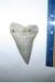 2 3/4" Pungo Mako Shark Tooth