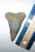 Gigantic 3 1/16" Yorktown Mako Shark Tooth