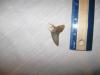 1 3/4" Retroflexus Mako Shark Tooth