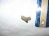 1" Auriculatus Shark Tooth