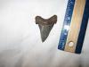 Angustidens Shark Tooth