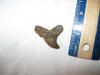 Patho Angustidens Shark Tooth