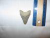 Aurora Megalodon Shark Tooth