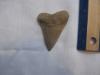 Aurora Mako Shark Tooth