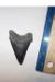 2 3/16" Angustidens Shark Tooth