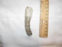 Deformed? Sperm Whale Tooth