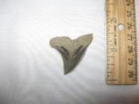1 5/8" Hemipristis Shark Tooth