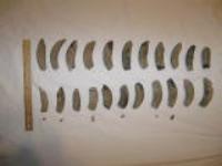 Associated Set of 22 Fossil Sperm Whale Teeth