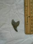1 1/2" Parotodus benedeni Shark Tooth