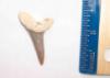 Fossil Mako Shark Tooth