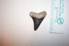 1 13/16" Mako Shark Tooth