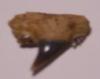 1/2" Eocene Cow Shark Tooth