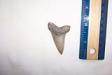 Lee Creek Mako Shark Tooth
