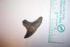 1 15/16" Thresher Shark Tooth