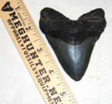 Megalodon Tooth