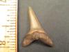 1 1/8" Mako Shark Tooth