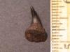 3/4" Parasymphysial Cow Shark Tooth