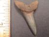 1 9/16" Mako Shark Tooth