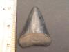 2 3/8" Great White Shark Tooth