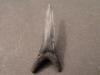 1 1/4" Goblin Shark Tooth