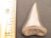 1 5/8" Great White Shark Tooth