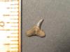 3/8" Abdounia beaugei Tooth