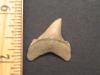 1 1/8 Angustidens Shark Tooth