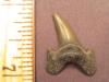 1 1/8" Archaeolamna Tooth