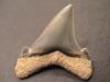 1 7/16" Angustidens Shark Tooth