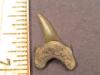 3/4" Archaeolamna Tooth