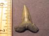 1 1/8" Goblin Shark Tooth