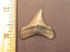 1 7/16" Chubutensis Tooth