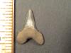 13/16" Cretolamna Shark Tooth