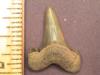 1" Cretolamna Shark Tooth