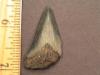 1 9/16" Chubutensis Shark Tooth