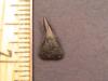 9/16" Parasymphysial Cow Shark Tooth