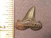 3/4" Cretolamna tooth