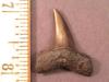 1 1/8" Mako Shark Tooth