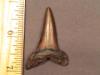 2" Mako Shark Tooth