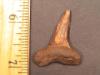 1 5/16" Mako Shark Tooth